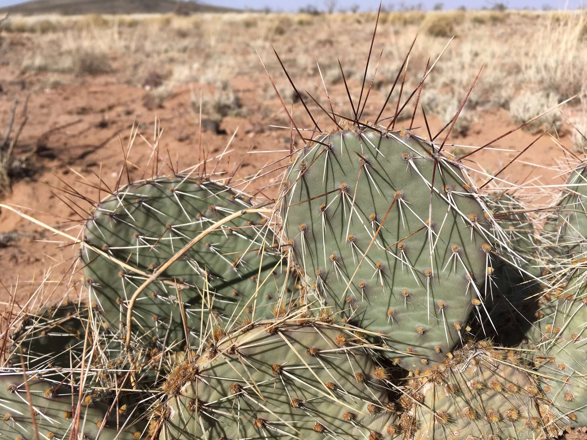 Image of grassland pricklypear