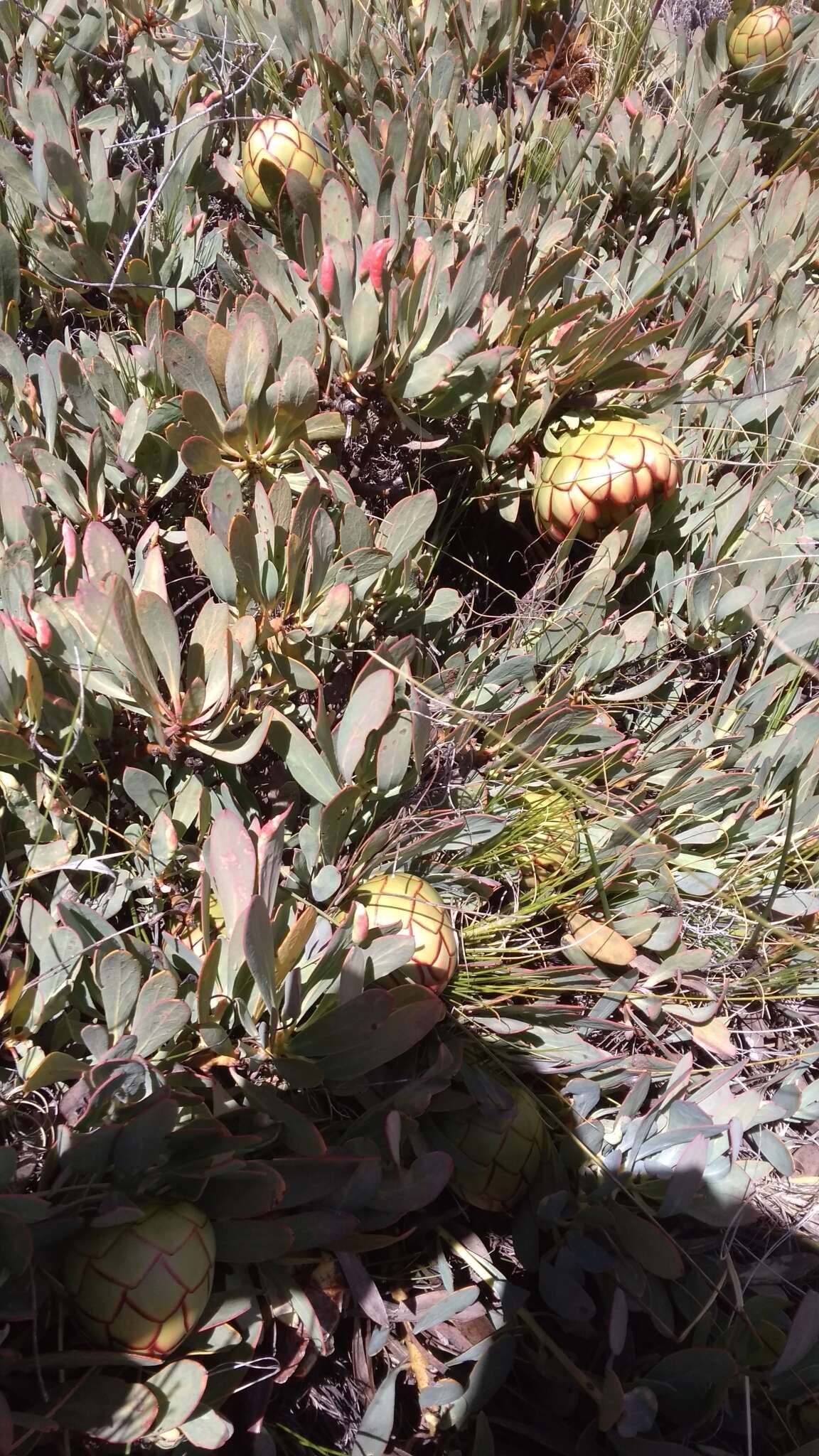 Image of Protea effusa E. Mey. ex Meissn.