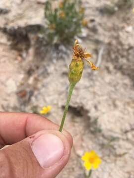 Image of thrift mock goldenweed