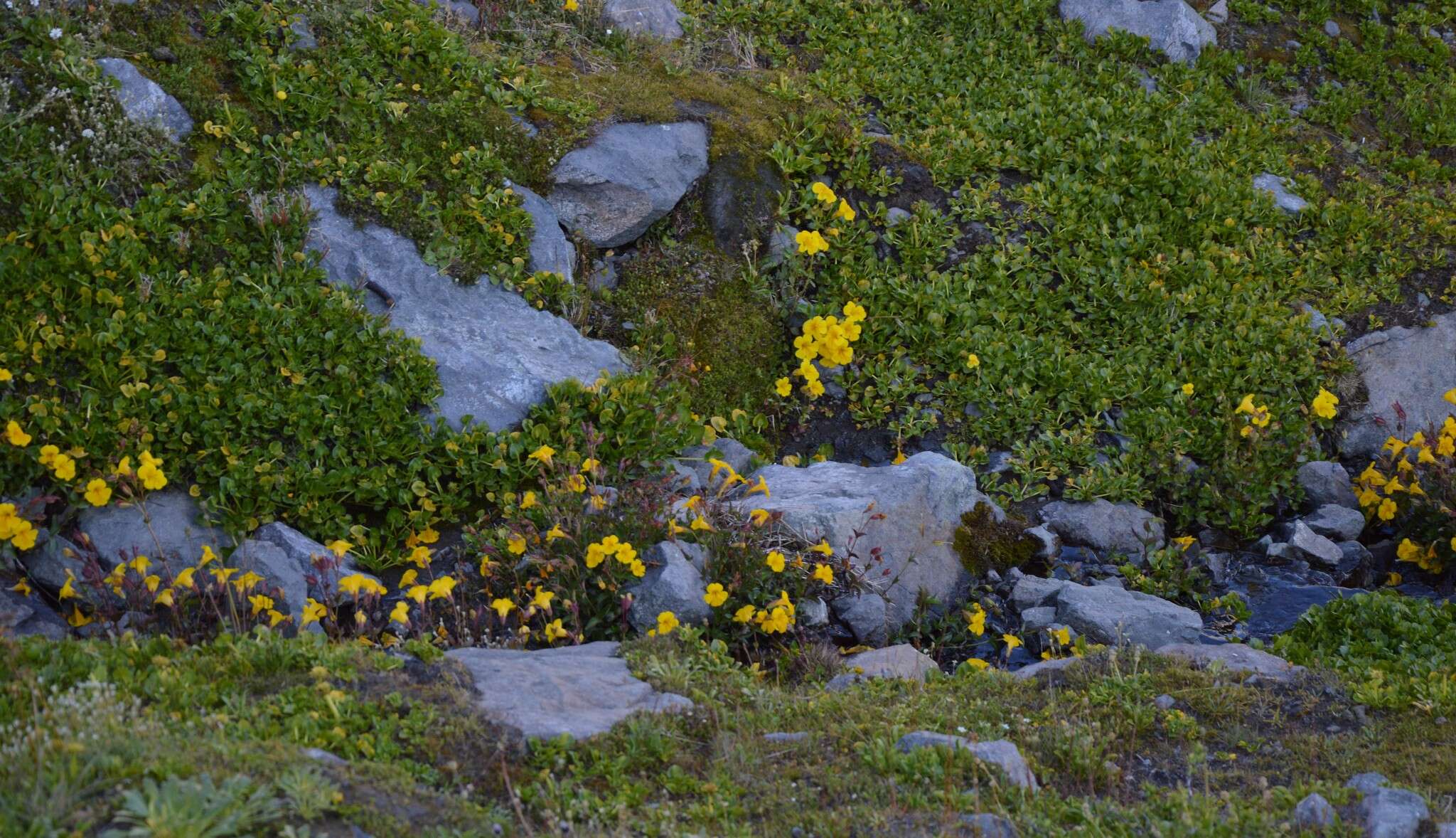 Imagem de Erythranthe lutea (L.) G. L. Nesom