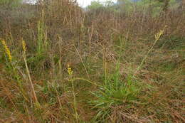 Image of Solidago maya Semple