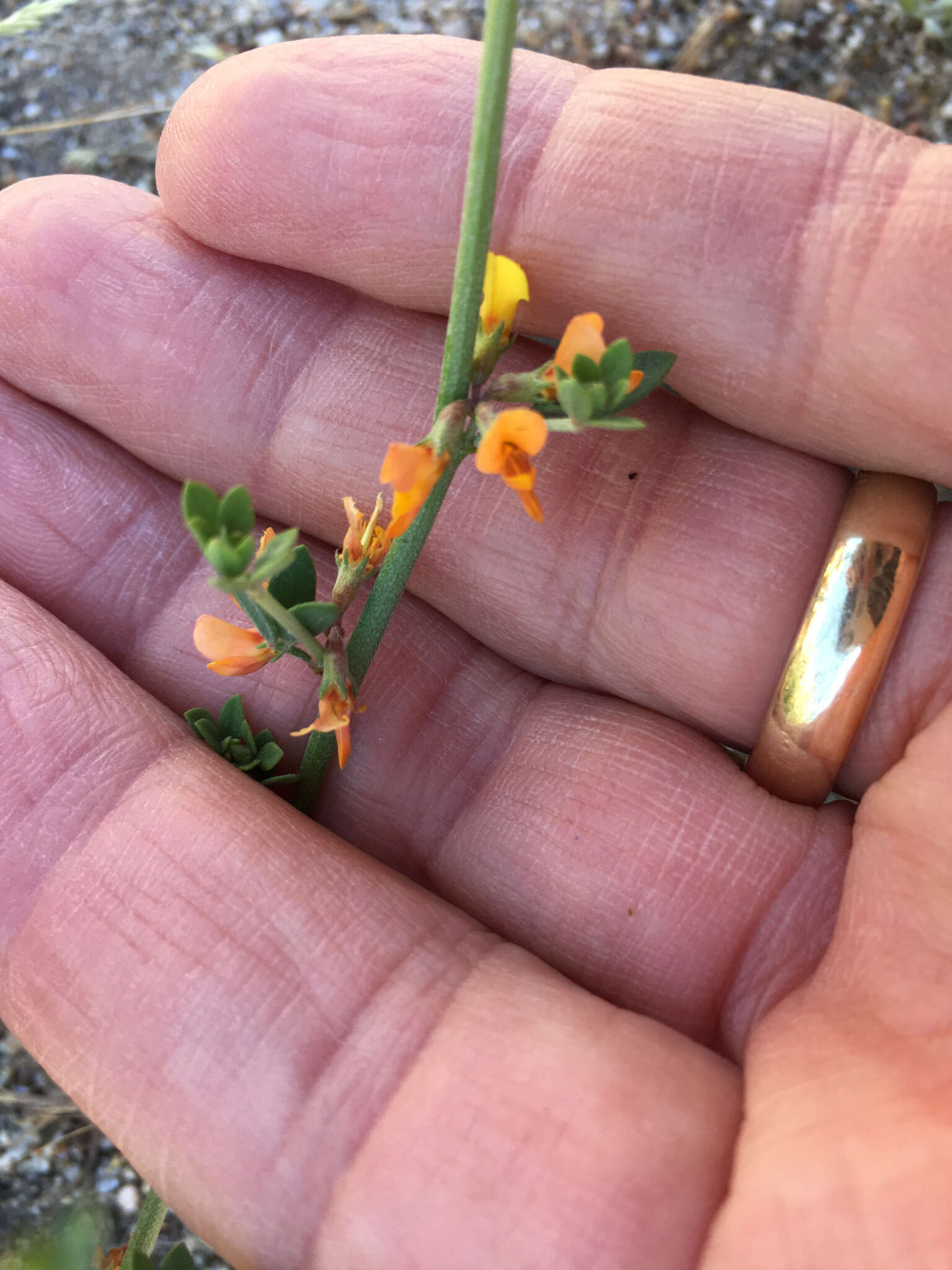 Image de Acmispon glaber var. brevialatus