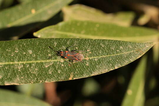 Image of Caenocoris nerii (Germar & E. F. 1847)