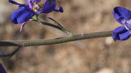 Image of San Bernardino larkspur