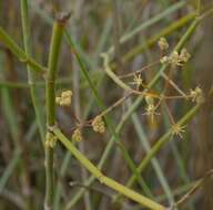 Image of Broom celery