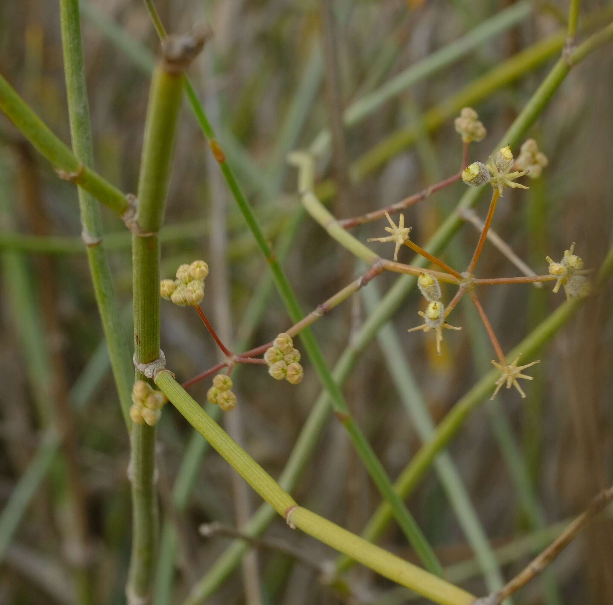 Image of Broom celery