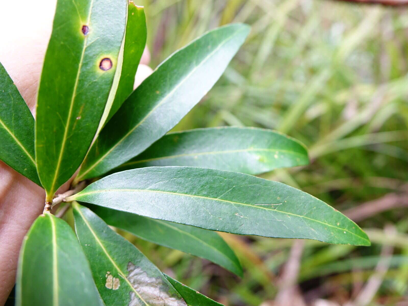 Image of Nestegis lanceolata (Hook. fil.) L. A. S. Johnson