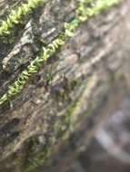 Image of Nuttall's homalothecium moss