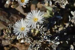 Image of Hartmanthus pergamentaceus (L. Bol.) S. A. Hammer