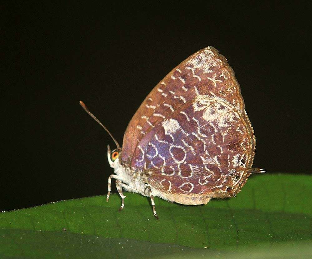 Image of Arhopala ammonides (Doherty 1891)