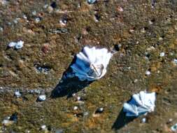 Image of New Zealand barnacle