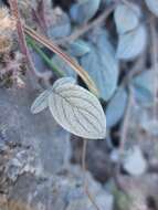 Image of Charleston phacelia