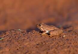 Image of slant-faced grasshopper