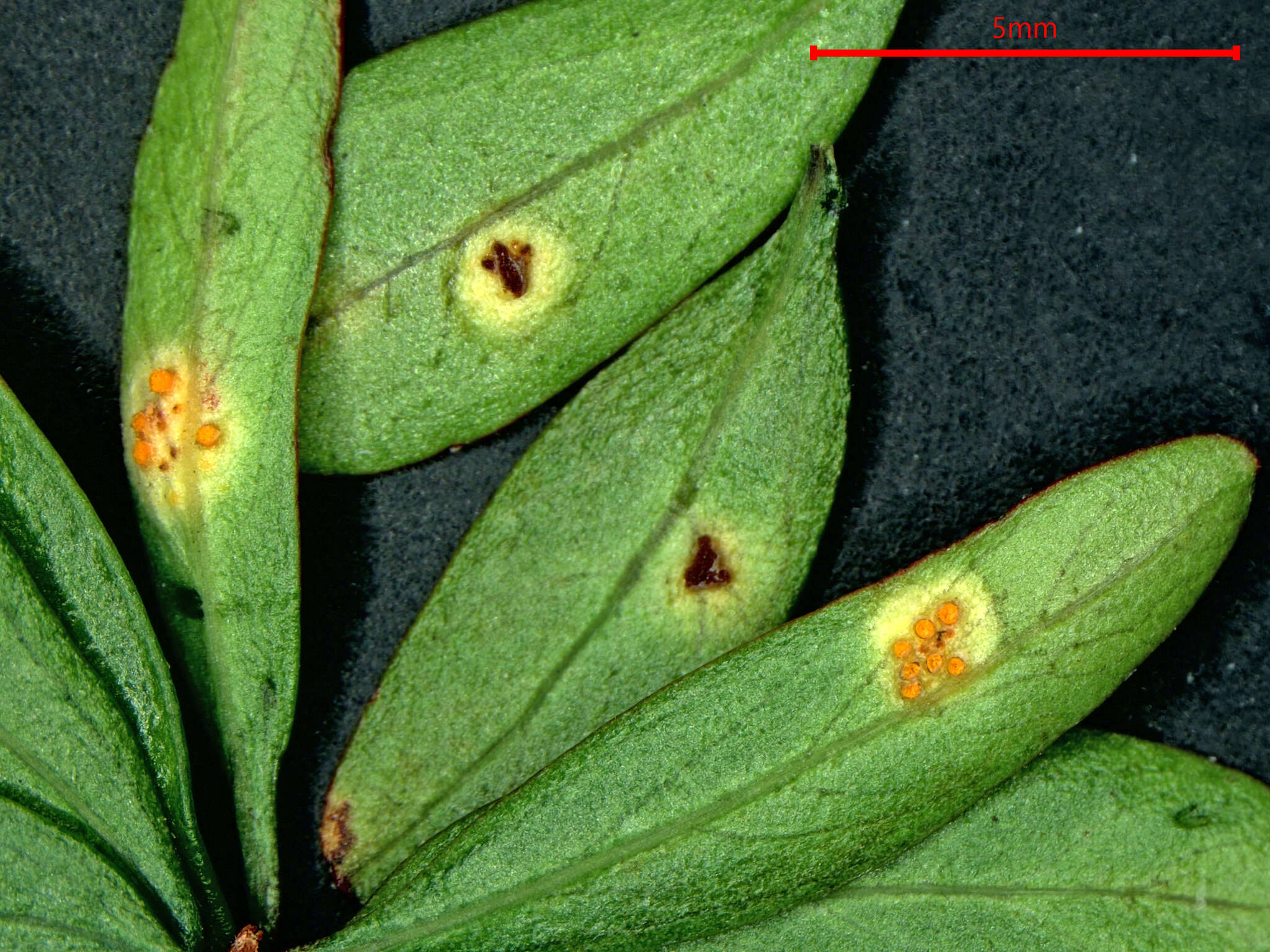 Image of Uromyces discariae G. Cunn. 1923