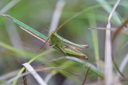 Image of Orphulella speciosa (Scudder & S. H. 1862)