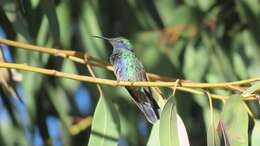 Image de Colibri anaïs