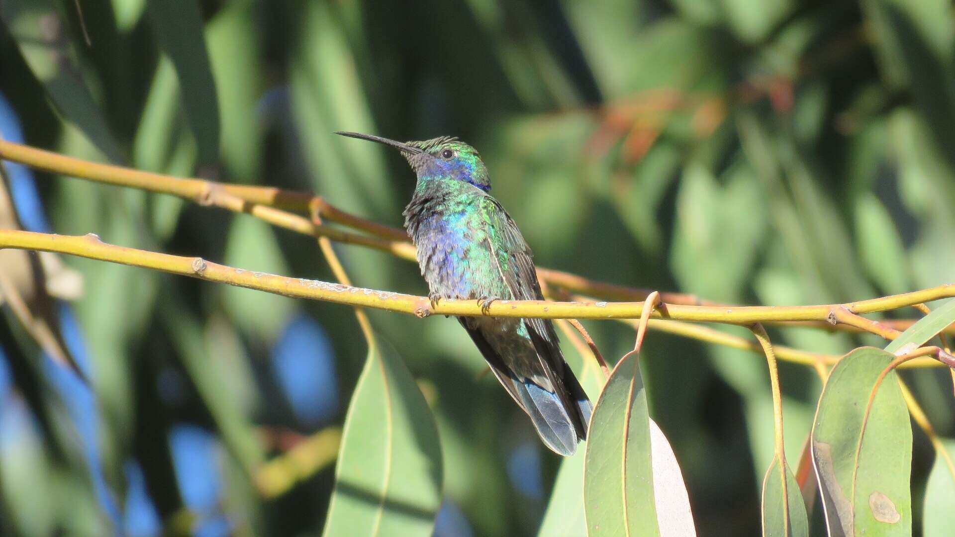 Image of Sparkling Violet-ear