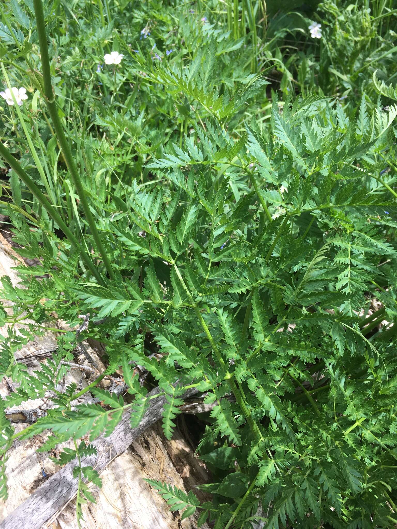 Ligusticum porteri Coult. & N. E. Rose resmi