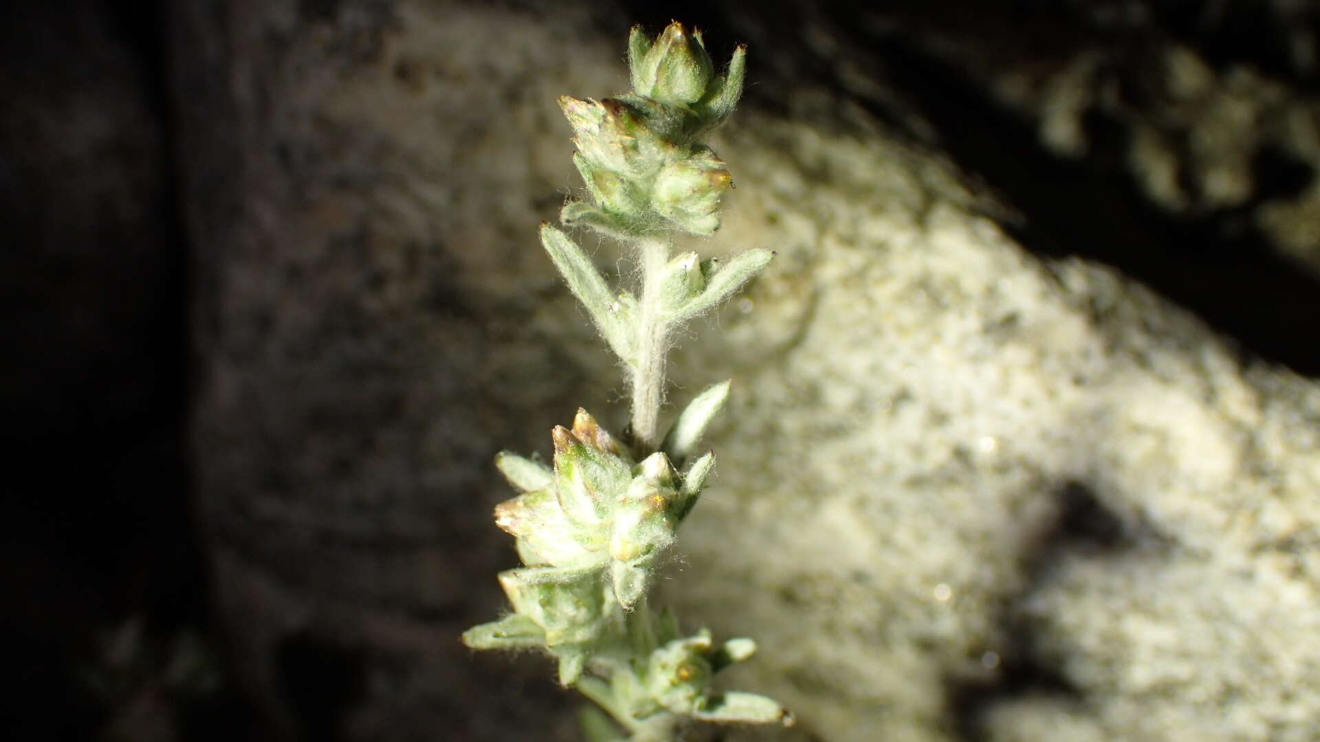 Logfia californica (Nutt.) J. Holub resmi