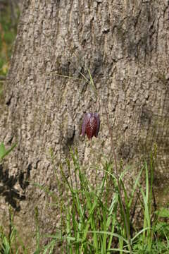 Image of Fritillaria usuriensis Maxim.