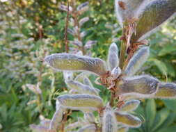 Image of big-leaved lupine