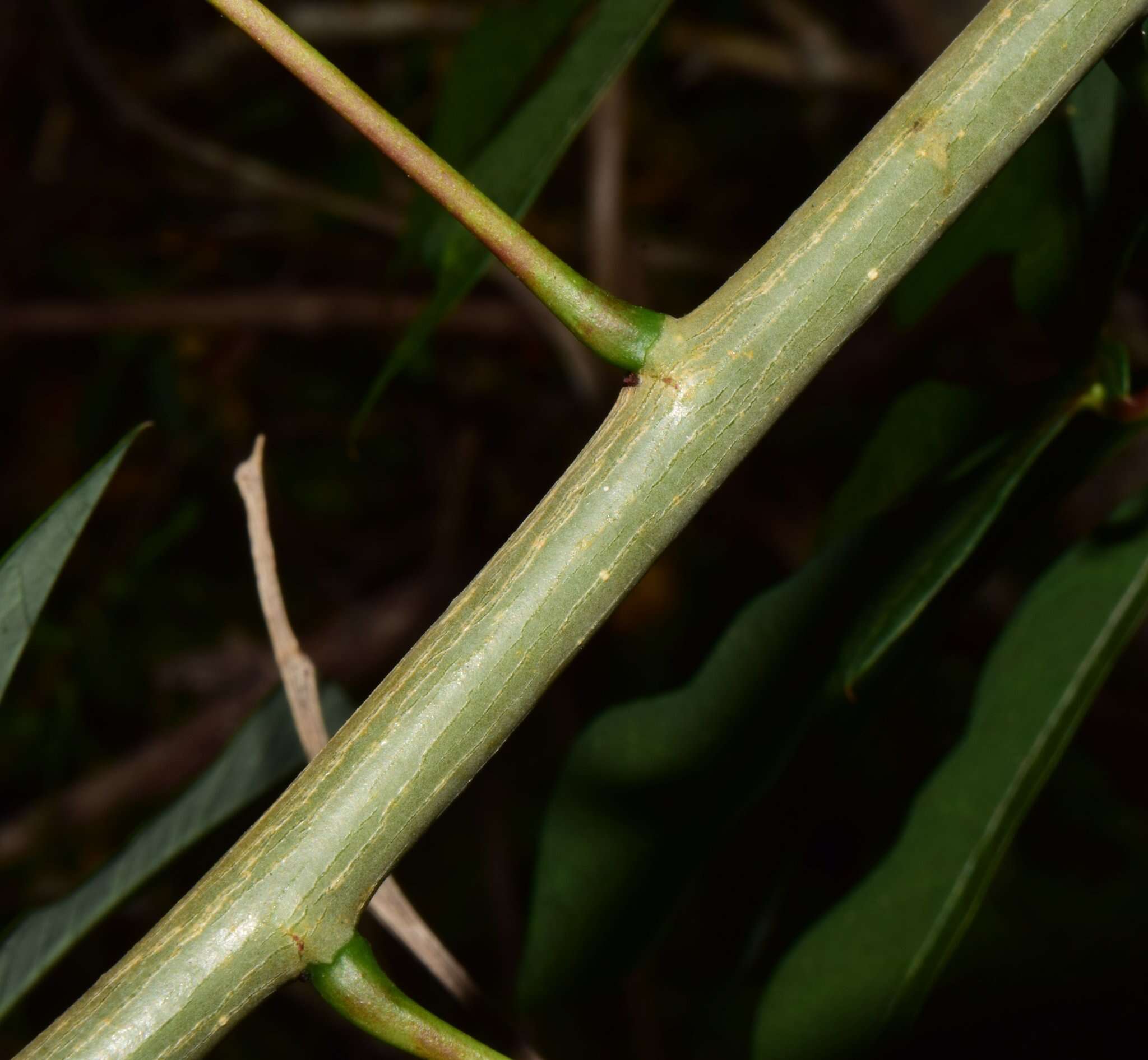 Image of Manihot chlorosticta Standl. & Goldman