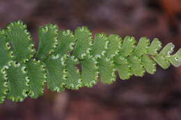 Image of Adiantum diaphanum Bl.