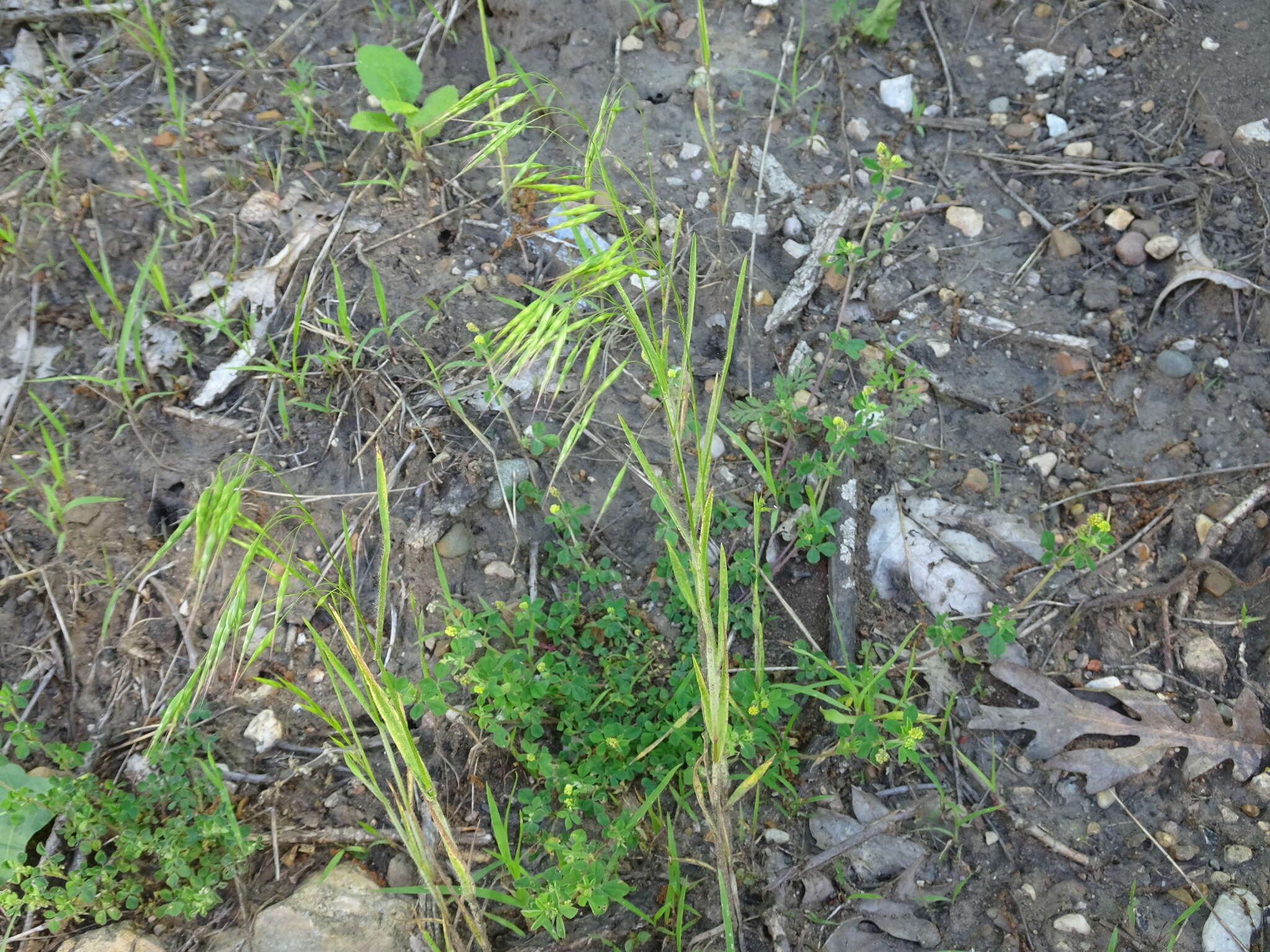 Image of arctic brome