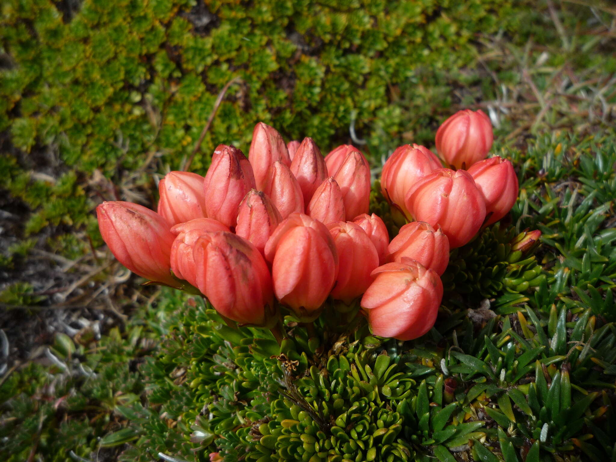 Image of Gentianella rupicola (Kunth) Holub