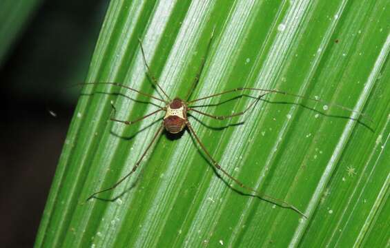 Image of Paecilaema albisectum (Mello-Leitão 1942)