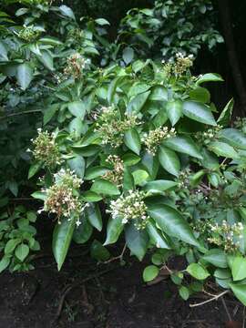 Plancia ëd Volkameria glabra (E. Mey.) Mabb. & Y. W. Yuan