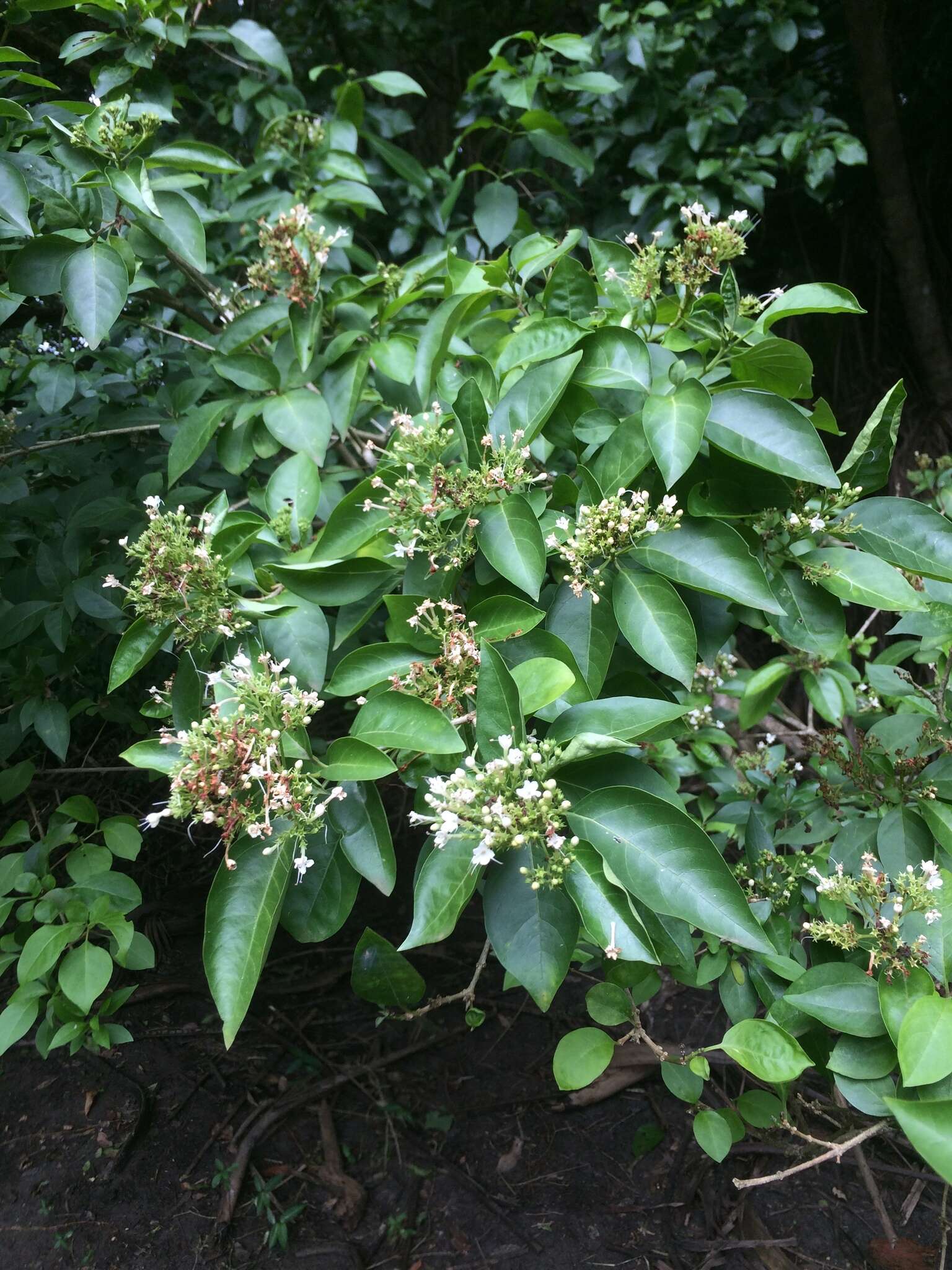 Imagem de Volkameria glabra (E. Mey.) Mabb. & Y. W. Yuan