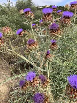 Слика од Cynara cardunculus subsp. flavescens A. Wiklund