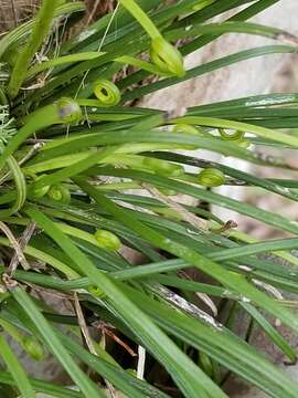 Image of Shoelace fern