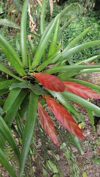 Image of Tillandsia multicaulis Steud.