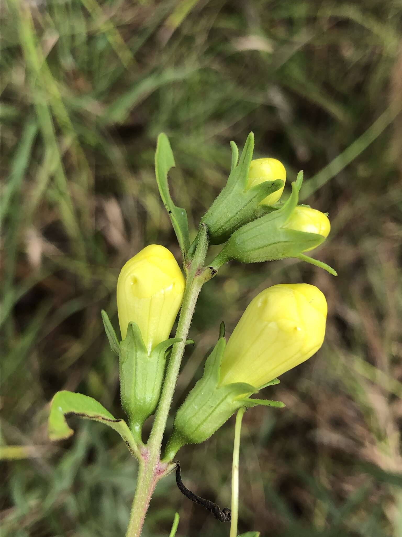 Image of largeflower yellow false foxglove