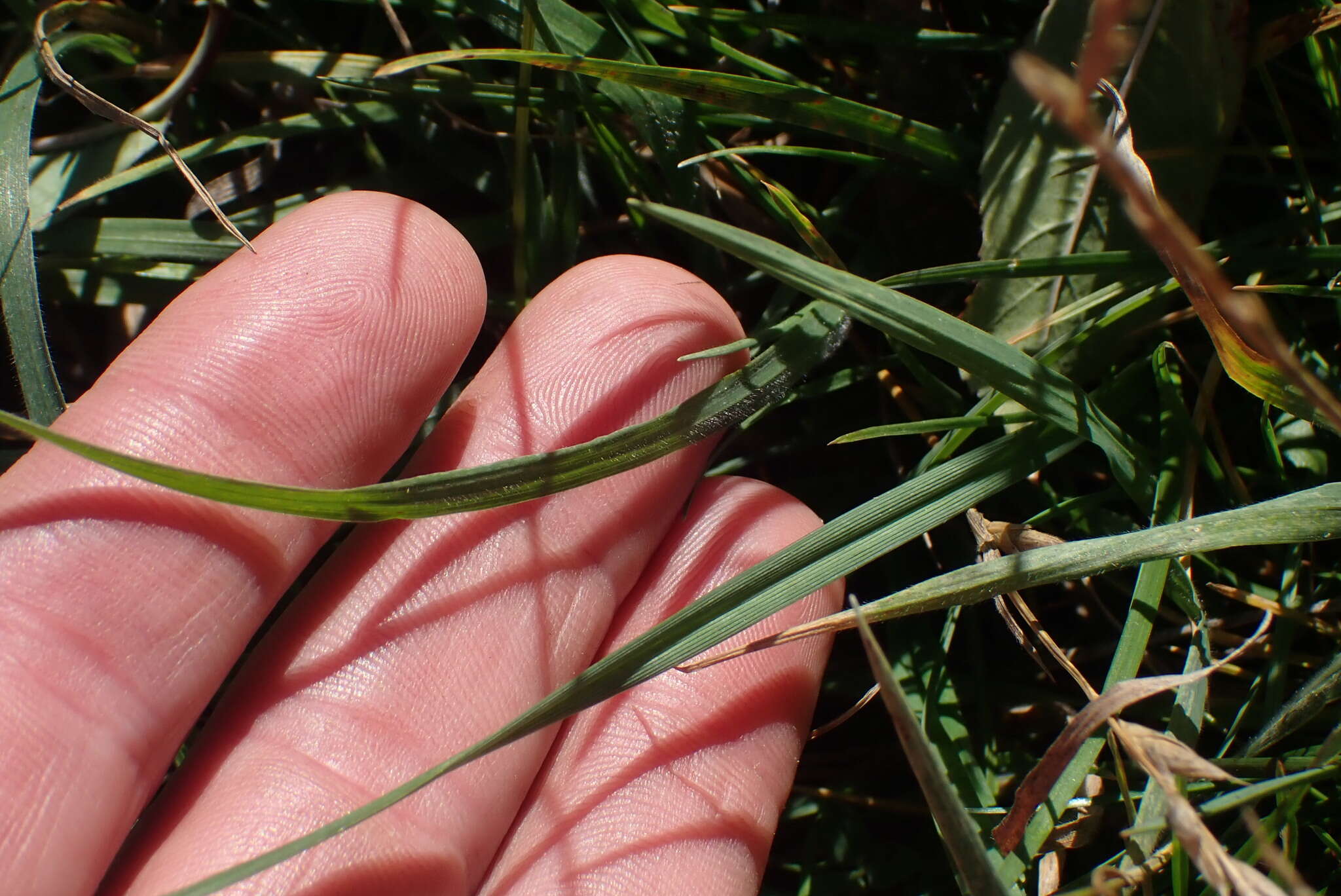 صورة Bromus lithobius Trin.