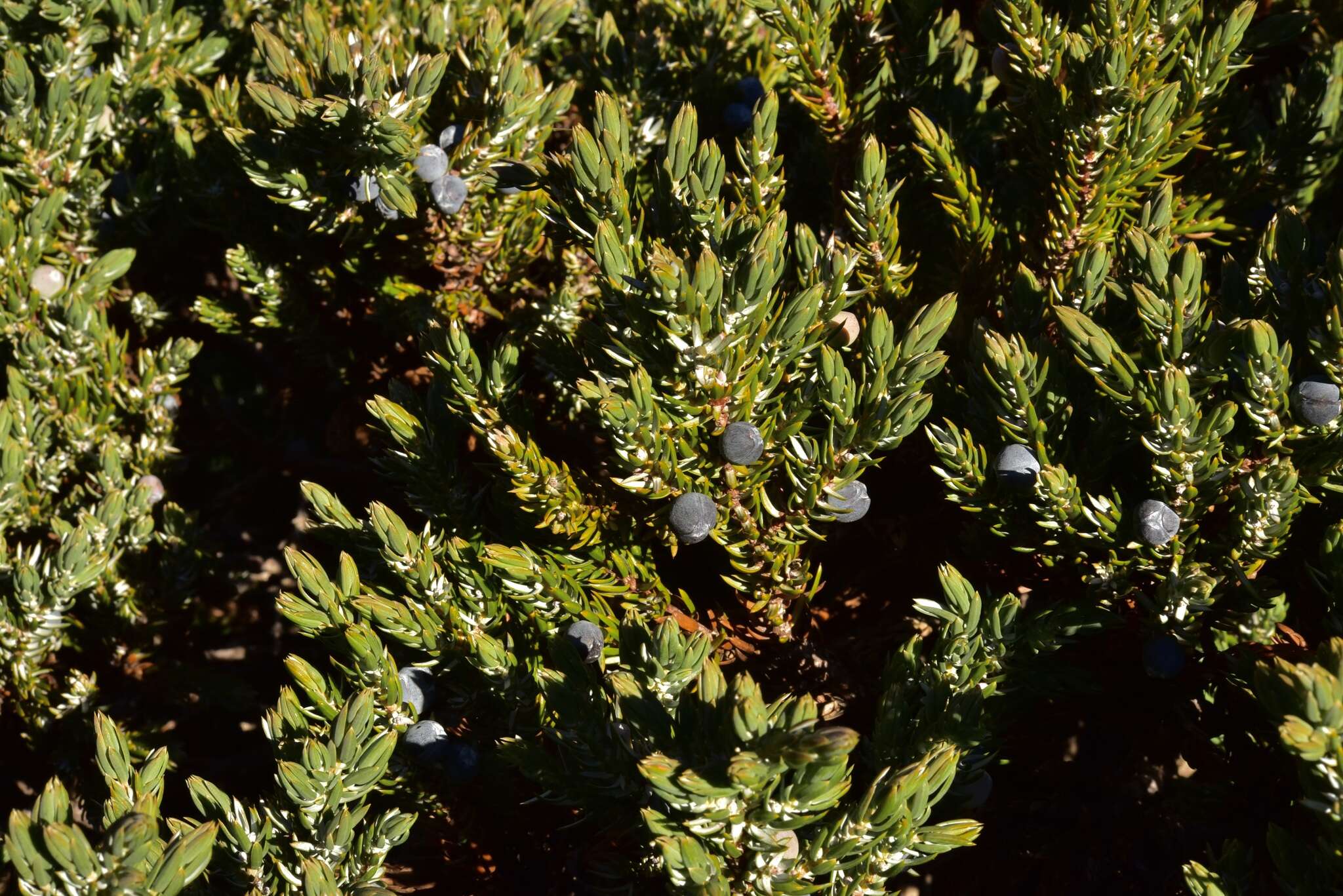 Plancia ëd Juniperus communis var. kelleyi R. P. Adams