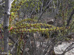 Image of Berberis glomerata Hook. & Arn.