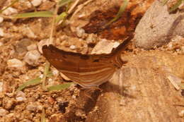 Image of Many-banded Daggerwing