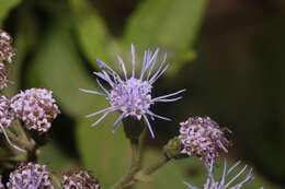 Слика од Chromolaena tunariensis (Hieron.) R. King & H. Rob.