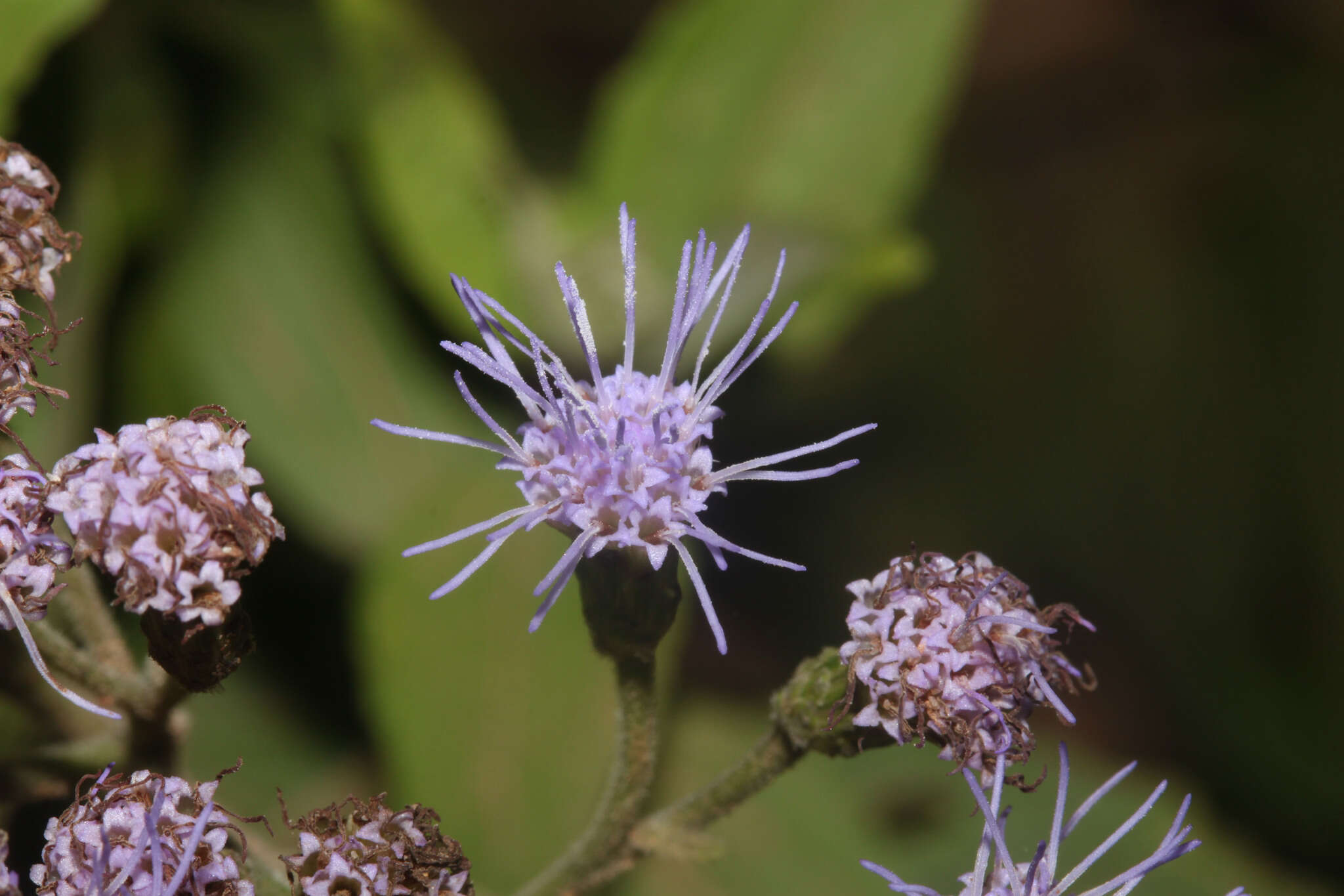 Слика од Chromolaena tunariensis (Hieron.) R. King & H. Rob.