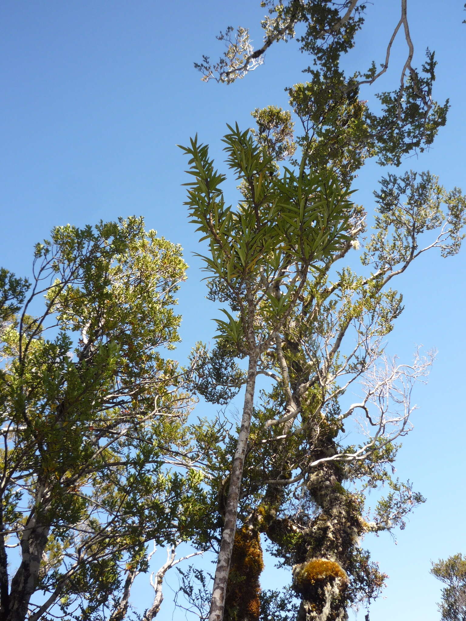 Imagem de Pseudopanax linearis (Hook. fil.) K. Koch