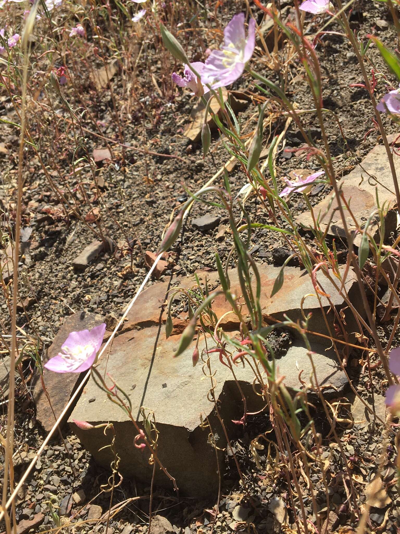 Plancia ëd Clarkia cylindrica subsp. cylindrica