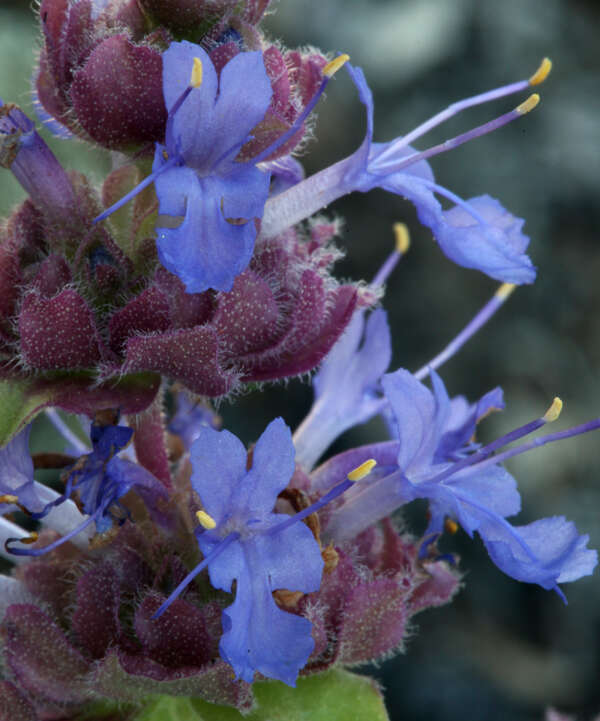 Plancia ëd Salvia dorrii var. incana (Benth.) Strachan