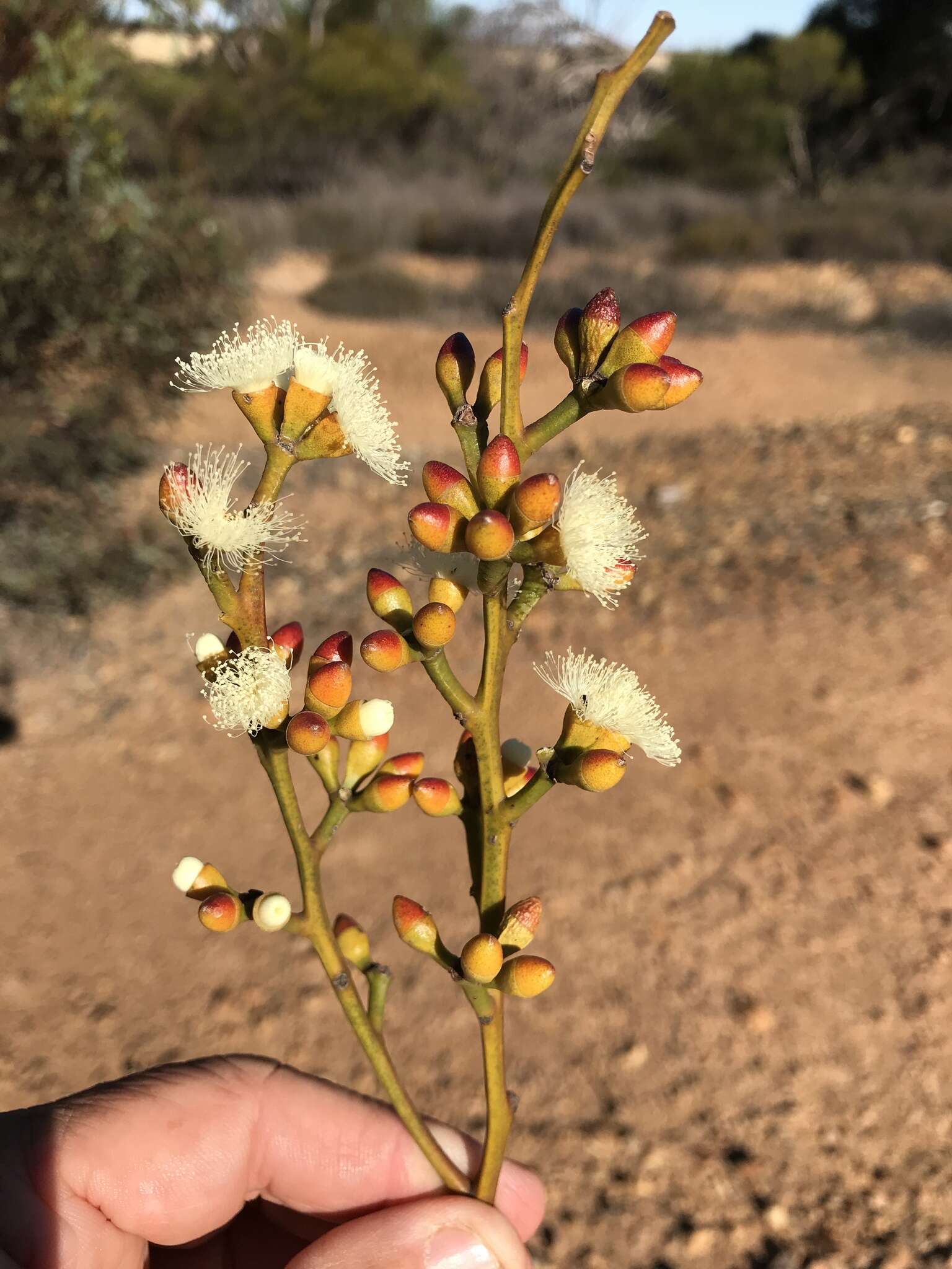 Imagem de <i>Eucalyptus dissimulata</i> subsp. <i>plauta</i>