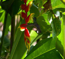 Image of Curve-winged Sabrewing