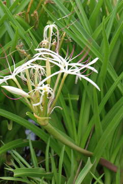 Image of River Crinum Lily