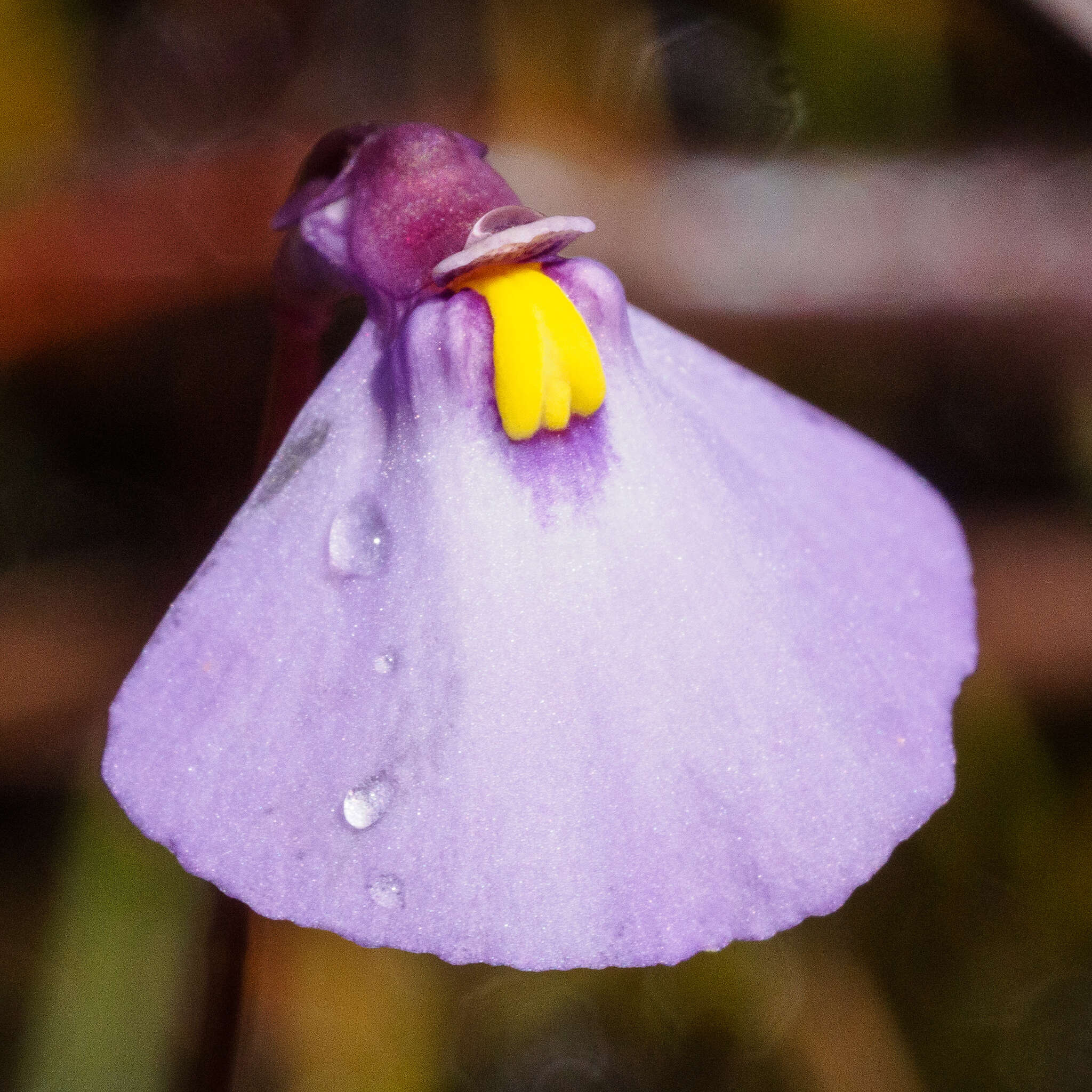 Image de Utricularia barkeri R. W. Jobson