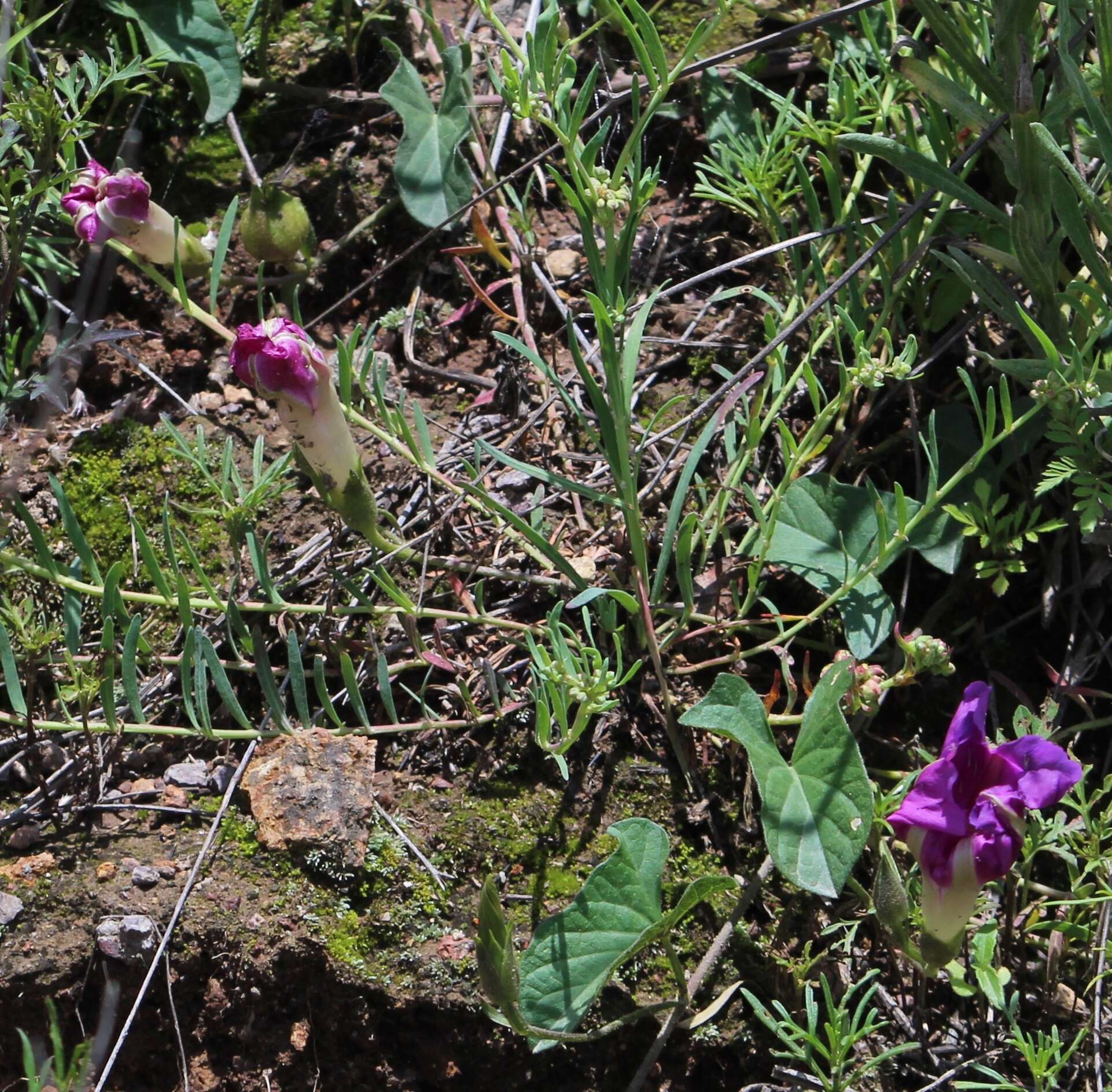 Image de Ipomoea emetica Choisy